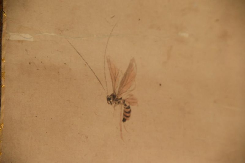 Japanese Saru (Monkey) Scroll Width:670mm - Image 8