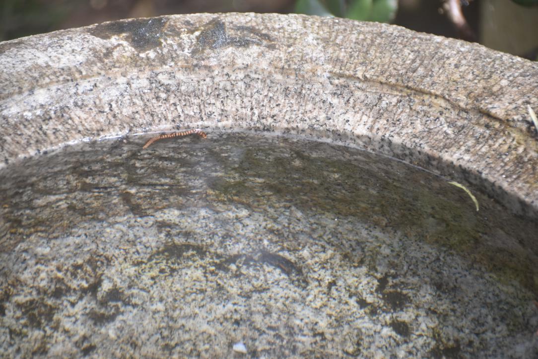 Natsume (Tea Caddy) Granite Garden Basin Width:630mm - Image 2