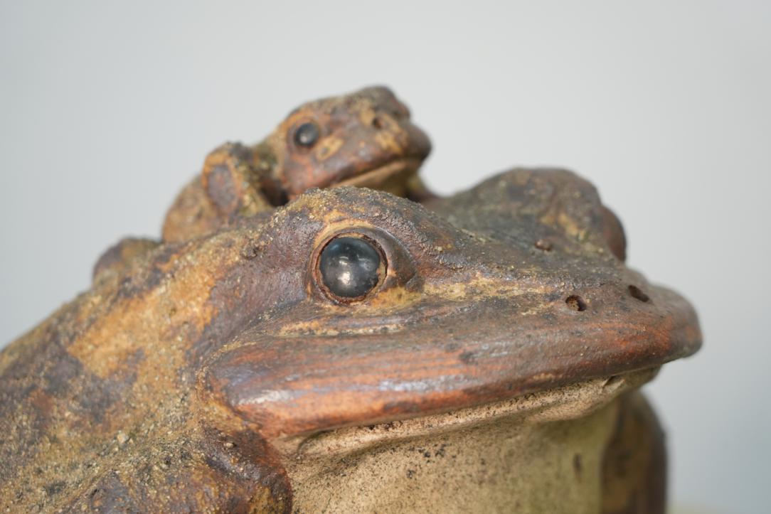Shigaraki Pottery Frog Width:320mm - Image 2